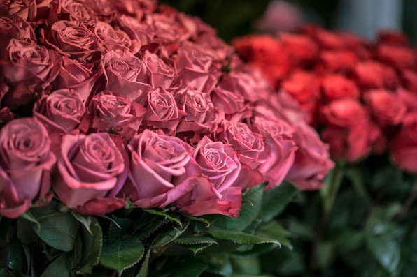 Luxury Red Rose Box